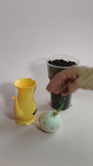 Лук, выращиваем зелень на подоконнике. смотреть онлайн