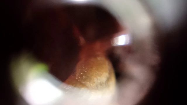 питание слизней