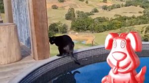 Кошка-русалка плавает лучше желейного пса Стасика