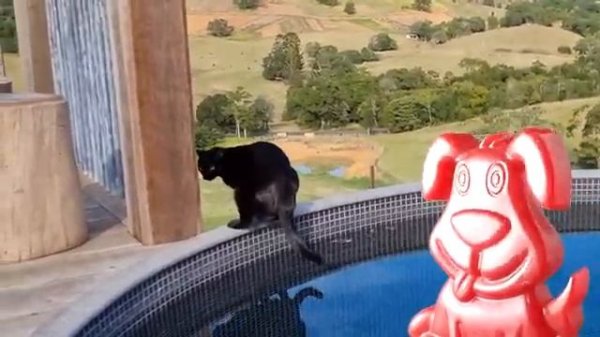 Кошка-русалка плавает лучше желейного пса Стасика