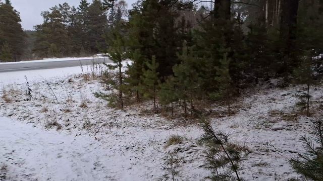 прогулка в лес сжигаем калории смотреть онлайн