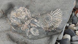 Сокровища древнего моря