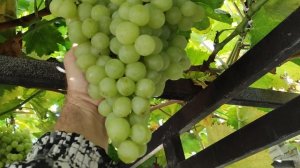 К-Ш ТИМПСОН!!!🍇🍇🍇 НА 05.11.22025. Telegram, WhatsApp и Vlber +79528500417. ТЕЛ. +79054033245.