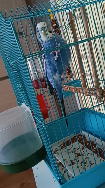 Попугай Кроша играет и танцует смотреть онлайн