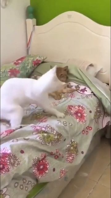 Настоящий флирт. #смешныекоты #смешныевидео #юмор смотреть онлайн