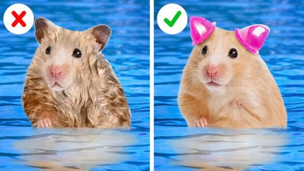 🐹 Радужный домик и лабиринт для хомяка из картона 🌈