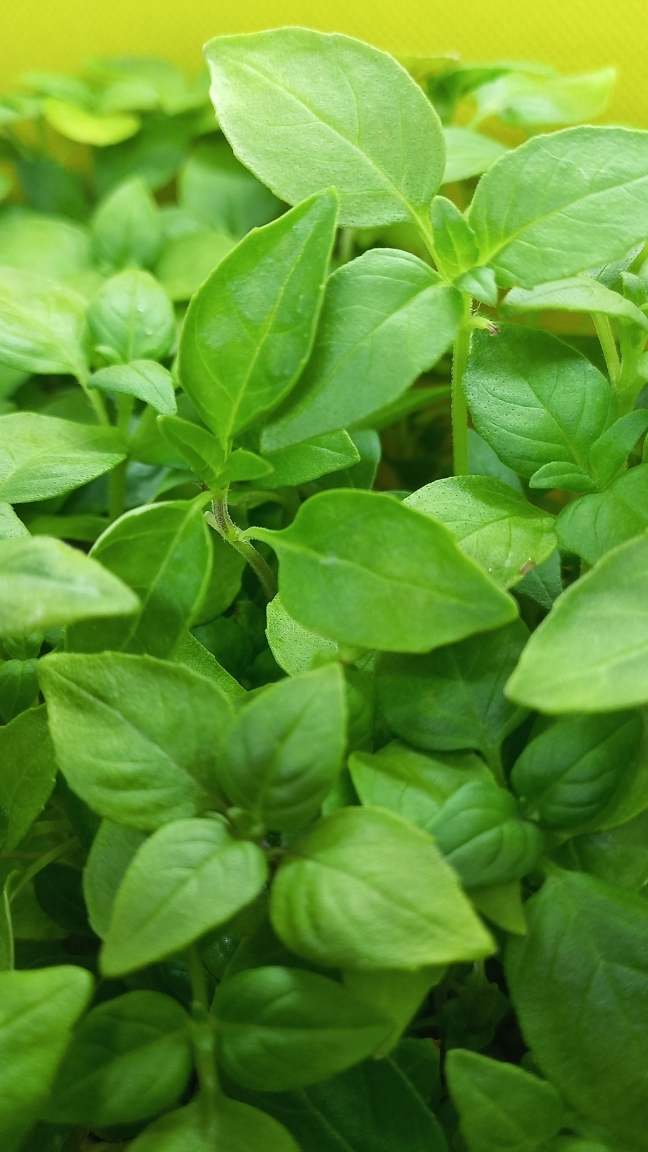 Микрозелень базилика и кинзы смотреть онлайн