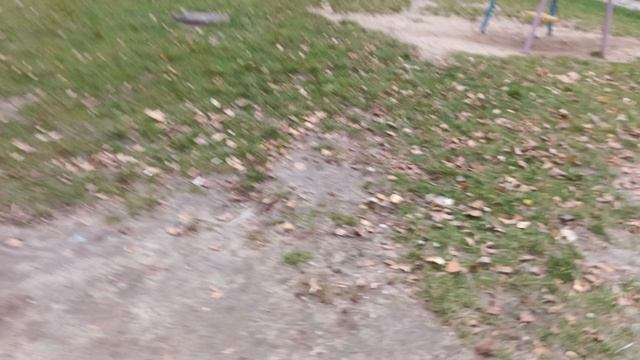 прогулка с котиком Basic