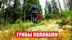 Грибник перешел БОЛОТО зашел в ЛЕС ОБАЛДЕЛ! Один в лесу такого не ожидал Грибы Лес Сказочная Карелия