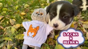 БАСИК И ЩЕНКИ НА ДАЧЕ 💕🙀😸 БАСИК И МИЛЫЕ ЩЕНКИ 🙀 БАСИК С ДРУГОМ НА ДАЧЕ
