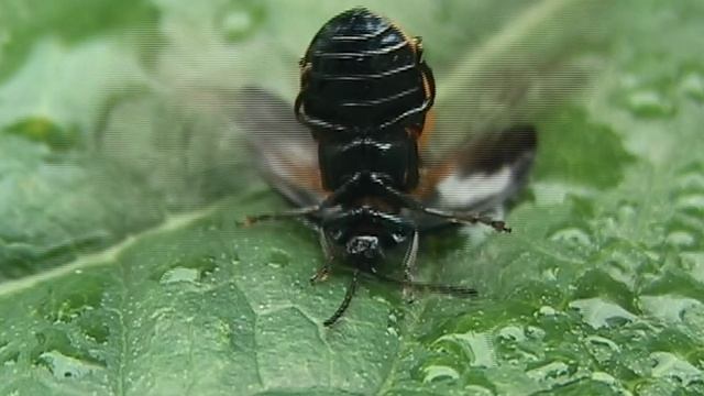 Доминутки ))) Если долго мучиться...