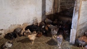 Жизнь в Деревне.