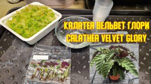 Калатея Вельвет Глори. Высадка клонов из стерильной среды в мох. #Calathea_velvet_glory