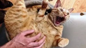 ПРИКОЛЫ🐱Самые смешные животные 2025😄Прикольные видео😃Новые смешные видео с кошками и собаками🐱