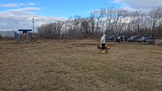 11. выражено/перв ДЖАГА-ДЖАГА ИЗ БЕЛОГО ЯРА (Per v. Team Huhnegrab – О*Фэличита из Белого Яра) смотреть онлайн