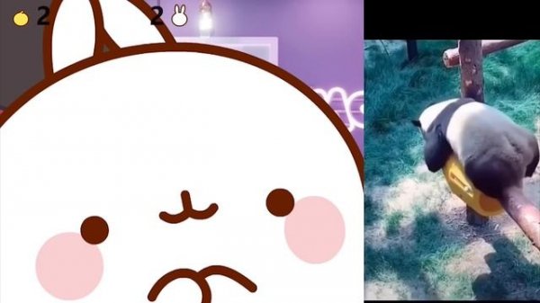 Molang and Piu Piu videos funny 🤣😂