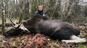 Охота НА ЛОСЯ. Бык пришел...