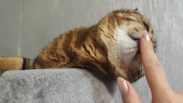 вечерние любимуши смотреть онлайн