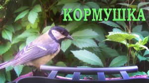 Кормушка для птиц / Фотоловушка в лесу