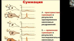 Нормальная физиологи для МБФ. ЦНС. Часть 2. Дьяконова И.Н.