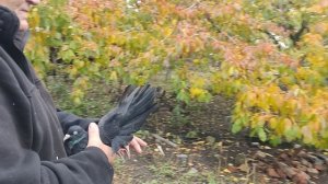 👍КОЛЛЕКЦИЯ ГОЛУБЕЙ - ЧЕРТОВСКИ ХОРОША! 👍
📞+79494406619