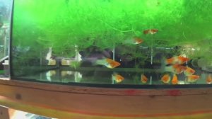 Взял крупных рыб на нерест, забрал Барбуса