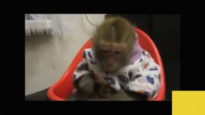 обезьяны атакуют.