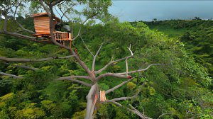 Постройка домика на дереве среди дикого тропического леса. Бушкрафт