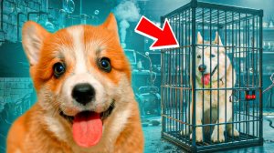 Я СПАС ХАСКИ БАНДИТА ИЗ ПЛЕНА!! Корги Коржик Говорящая собака