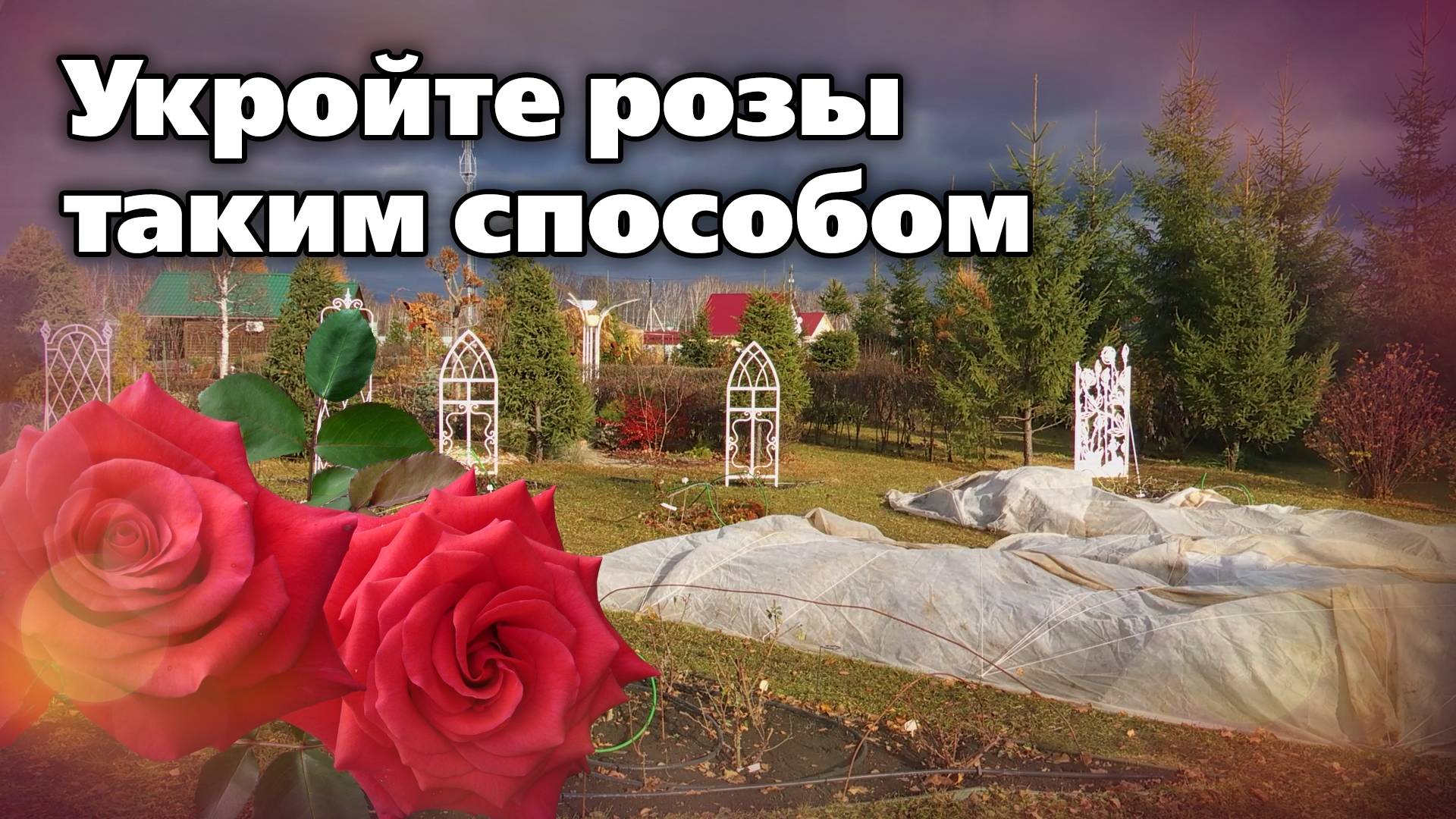 Как укрыть розы на зиму. Способ профессиональных садовников смотреть онлайн
