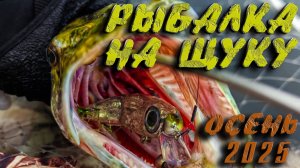 ЭТИ ВОБЛЕРА НЕ ДАЮТ ЩУКЕ ШАНСА! Ловля щуки на спиннинг осенью 2025
