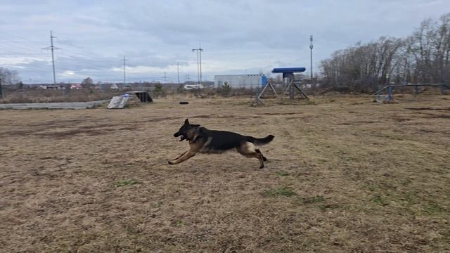 6. выражено/перв STEEL INSIDE ISFET (Ромео из Новой Сибири – Guerra di Fosco Aidas) смотреть онлайн