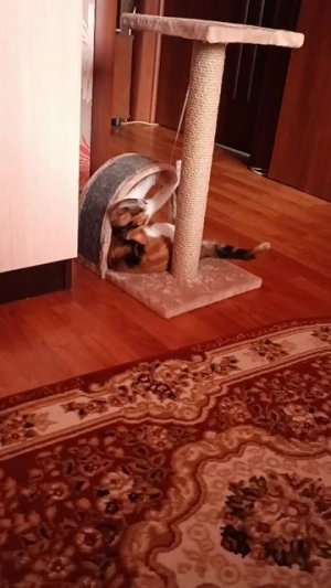 Смешная Алиса😃