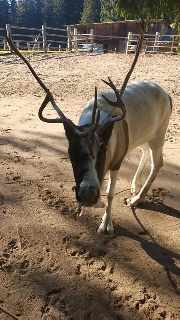 Любопытный. смотреть онлайн