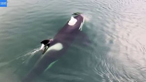 Семья косаток приплыла поздороваться с людьми!