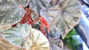 Бегония Le Charme - Ирбис