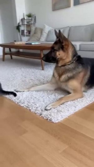 Мама! Меня пёсик обижает!!!