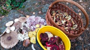 Грибное ассорти 3 ноября 2025 г/ Смоленская обл