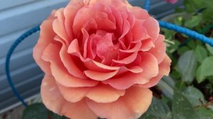 Розы Боскобель, Ашрам в кашпо.