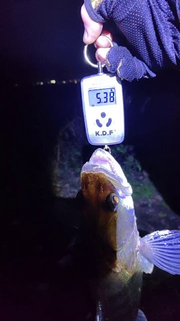 судак ночная рыбалка