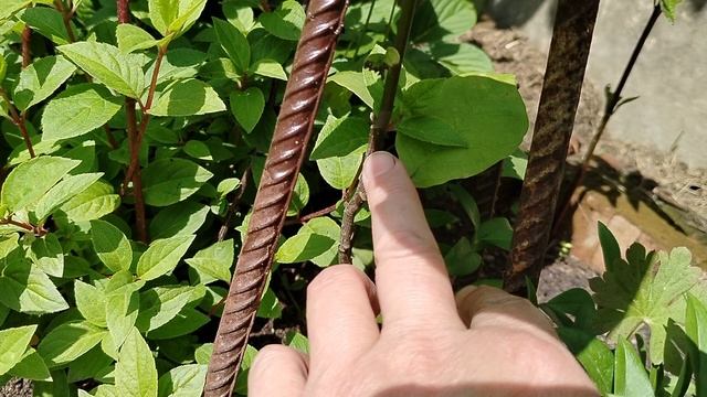 Сеянец магнолии в нашем саду летом 2025 смотреть онлайн