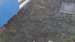 Начало зимовки. Вентиляция семей.