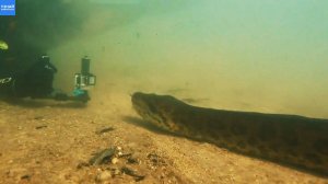 Гигантская Анаконда под водой в Амазонке / Уникальные кадры