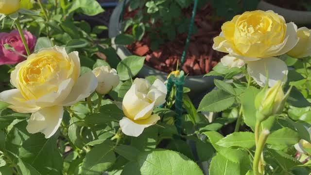 Роза Ванесса Белл, остинка и компания подружек. смотреть онлайн