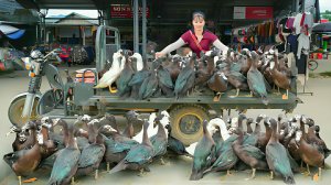 Покупаю гусей у фермера и везу их на трицикле продавать на местный рынок. Жизнь во Вьетнаме