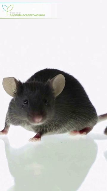 Найден блокатор старости, который продлевает жизнь