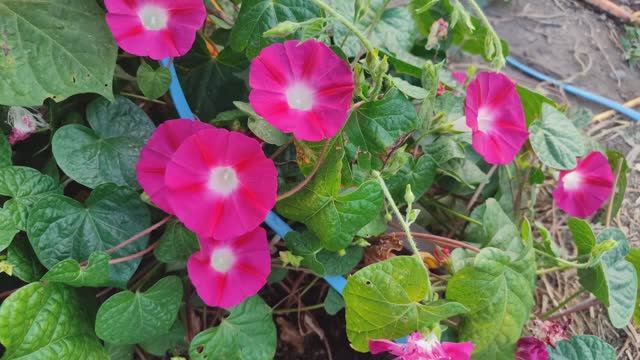 Доброе раннее утро на даче!)) смотреть онлайн