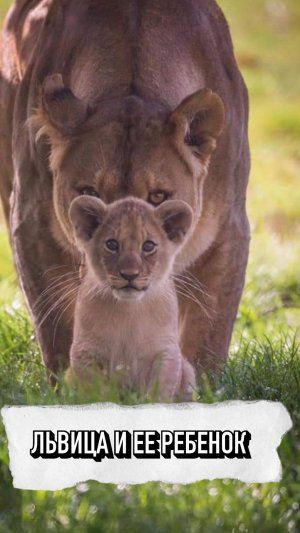 Львица Проучила Своего Ребенка