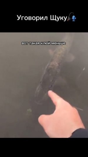 Уговорил Щуку 🎣