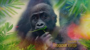 Гориллы. Семейство горилл. У горилл пополнение, малыш Квито. Московский зоопарк. Осень 2025